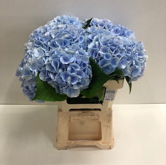 Hydrangea verena blue.jpg